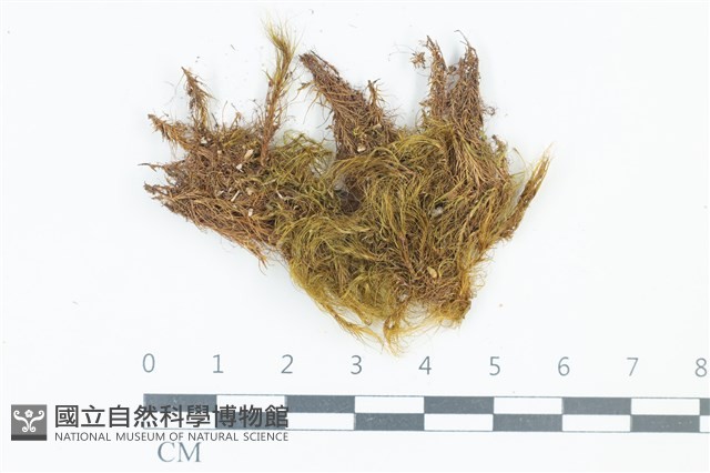 青毛苔藏品圖，第1張