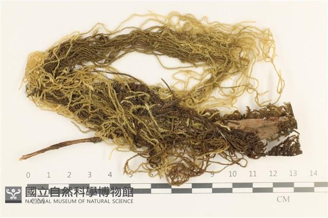 多疣懸蘚藏品圖，第1張