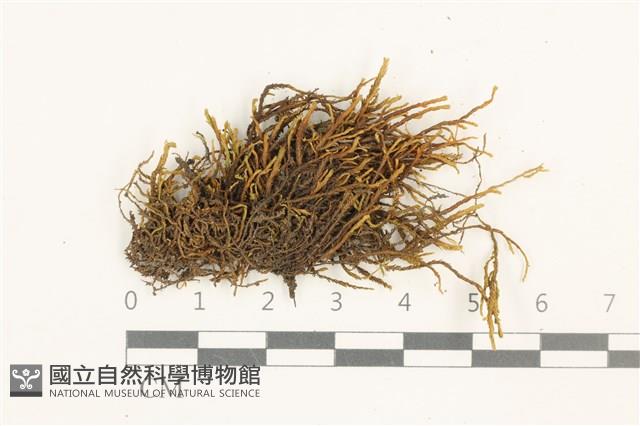 小牛舌蘚藏品圖，第1張