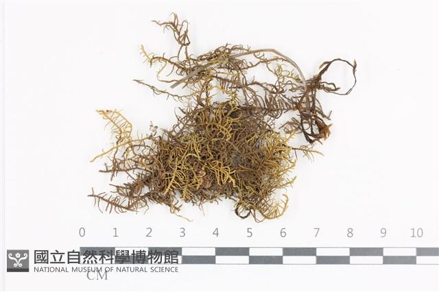 登錄號:B00015094藏品圖，第1張