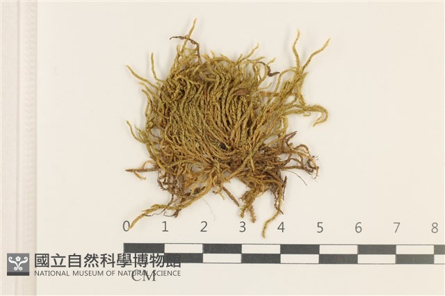 細枝青蘚藏品圖，第1張