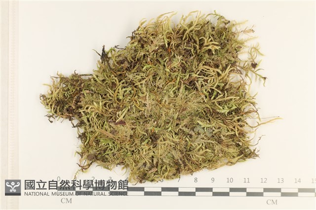登錄號:B00013094藏品圖，第1張