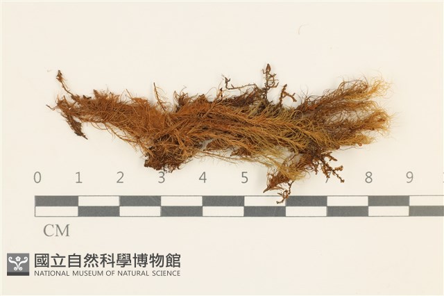 登錄號:B00003194藏品圖，第1張