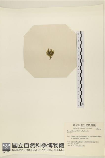 登錄號:A00004994藏品圖，第3張