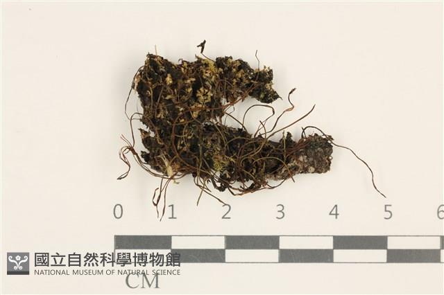 登錄號:B00003994藏品圖，第1張