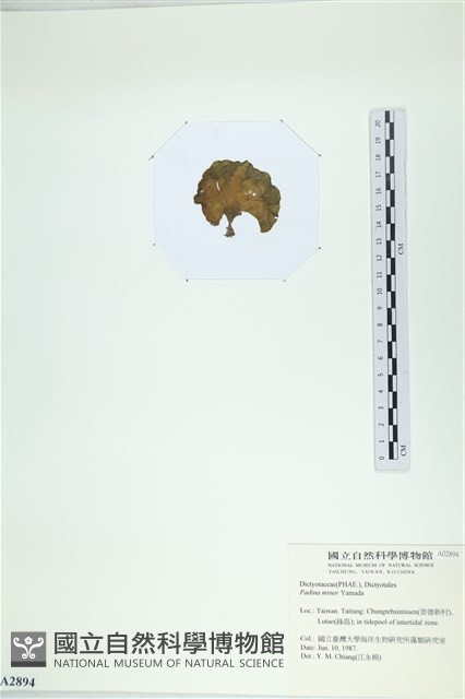 小團扇藻藏品圖，第3張