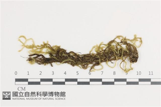 毛扭蘚藏品圖，第1張