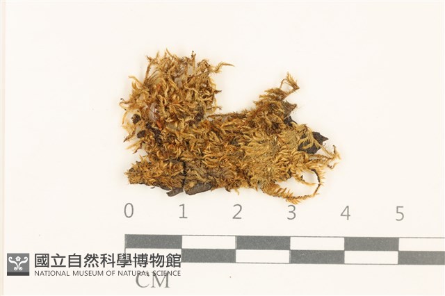 登錄號:B00004894藏品圖，第1張