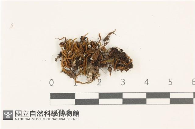 尖葉扭口蘚藏品圖，第1張