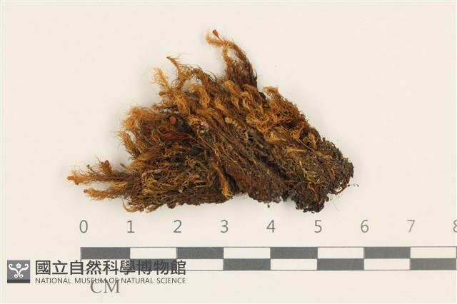 登錄號:B00005894藏品圖，第1張