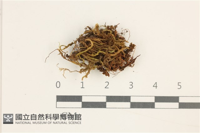 仙鶴蘚藏品圖，第1張