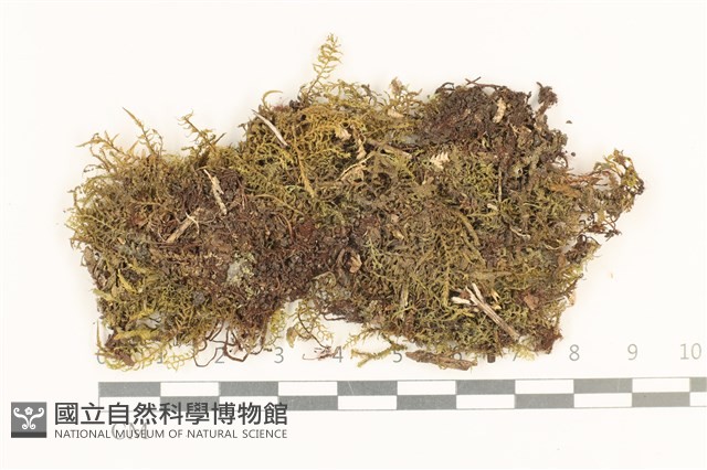 粗齒雉尾蘚藏品圖，第1張