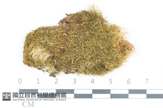 青毛苔藏品圖，第1張