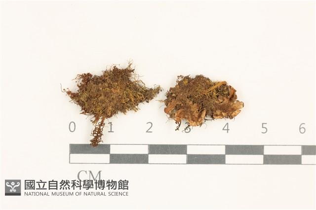 登錄號:B00010144藏品圖，第1張