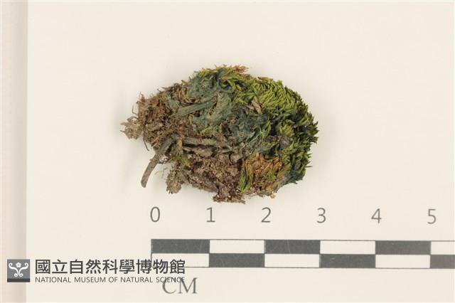 登錄號:B00012944藏品圖，第1張