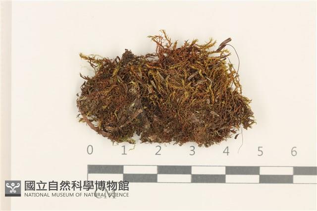 細葉真蘚藏品圖，第1張