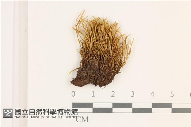 登錄號:B00011944藏品圖，第1張