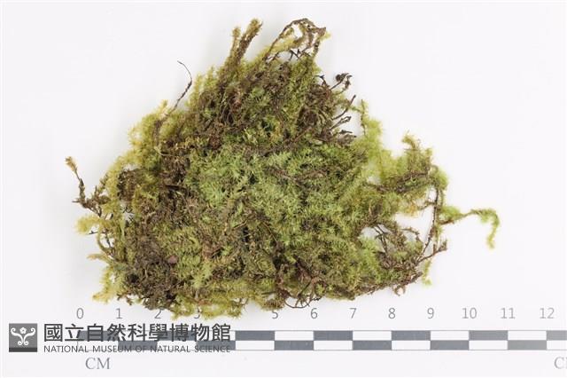 大灰氣蘚藏品圖，第1張