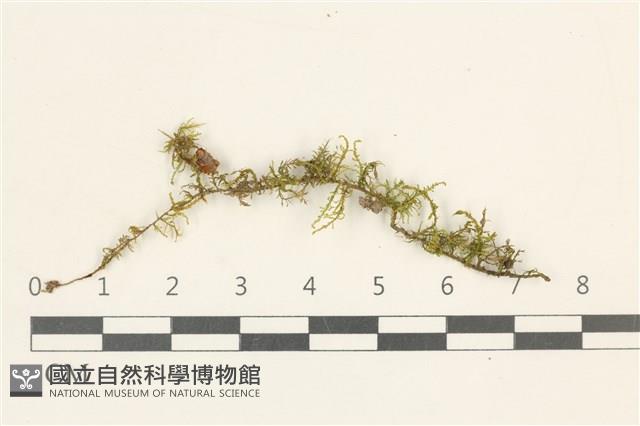 登錄號:B00012844藏品圖，第1張