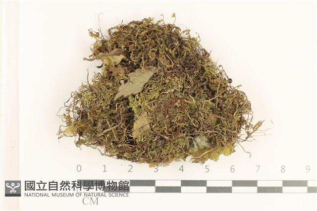 登錄號:B00019844藏品圖，第1張