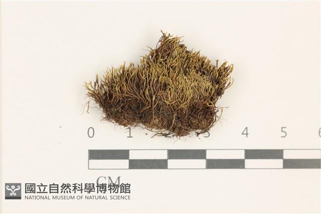 擬昂氏蘚藏品圖，第1張