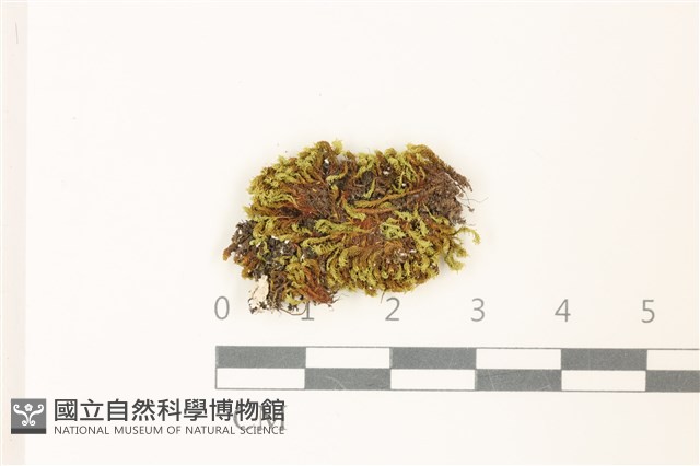 扭葉叢本蘚藏品圖，第1張