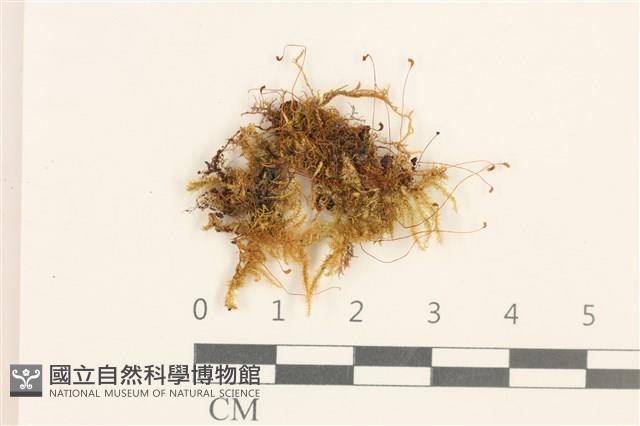 登錄號:B00015844藏品圖，第1張