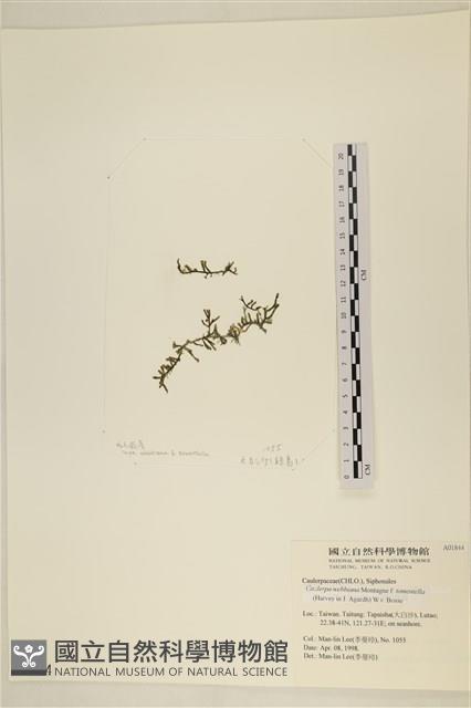 絨毛蕨藻藏品圖，第1張