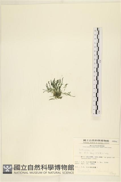 登錄號:A00000844藏品圖，第3張