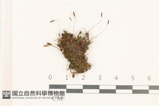 那霸短月蘚藏品圖，第1張