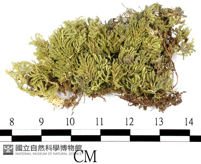 南亞孔雀蘚藏品圖，第1張