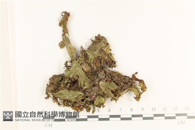 蛇苔藏品圖，第1張