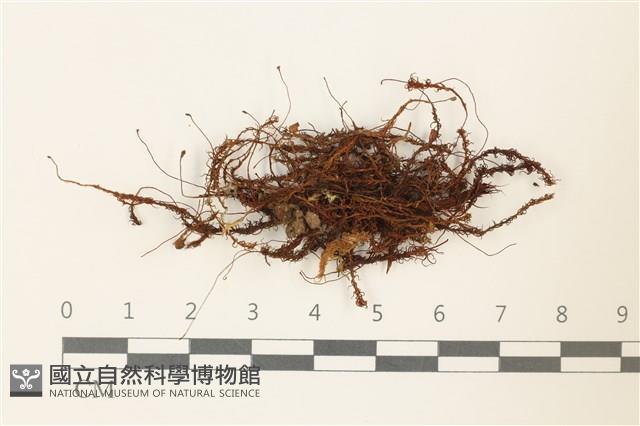 登錄號:B00004964藏品圖，第1張