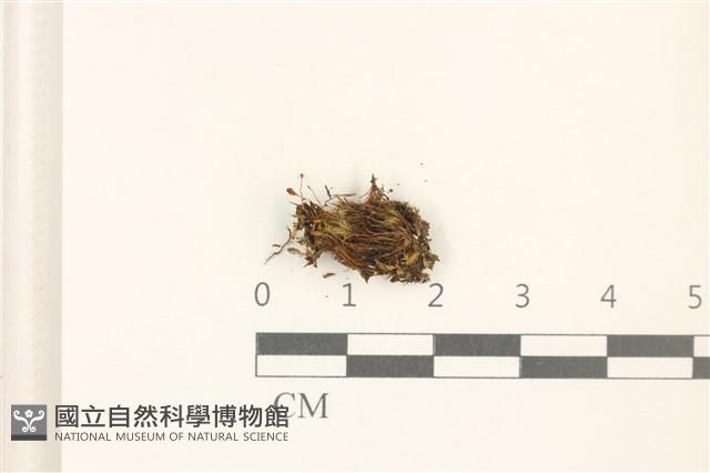 登錄號:B00010964藏品圖，第1張