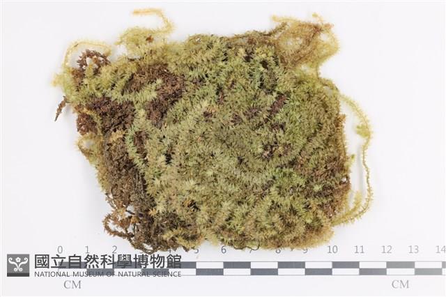 大灰氣蘚藏品圖，第1張