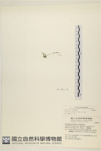 登錄號:A00006864藏品圖，第3張