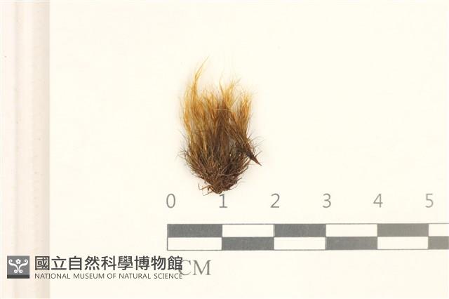 登錄號:B00004864藏品圖，第1張