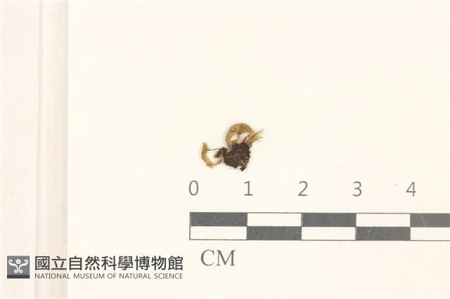 登錄號:B00021364藏品圖，第1張