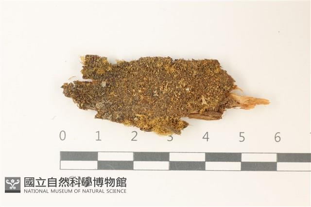 挺葉苔藏品圖，第1張