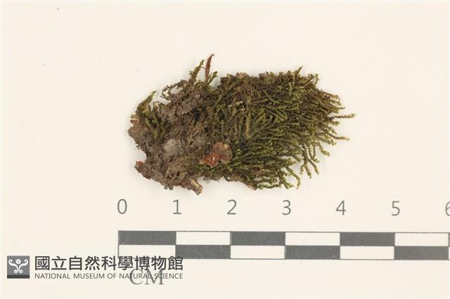 平葉原鱗苔藏品圖，第1張