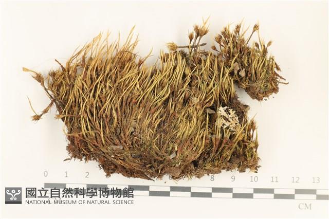 登錄號:B00011104藏品圖，第1張