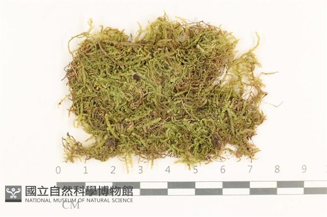 彎葉扁灰蘚藏品圖，第1張