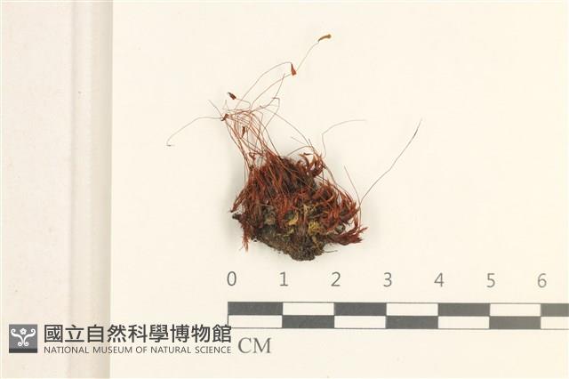 登錄號:B00004904藏品圖，第1張