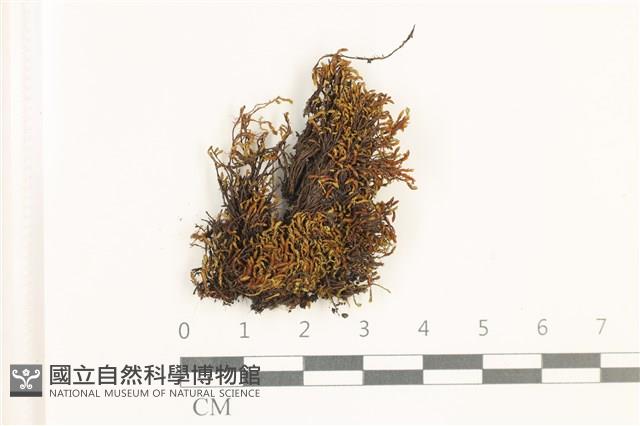 登錄號:B00017904藏品圖，第1張