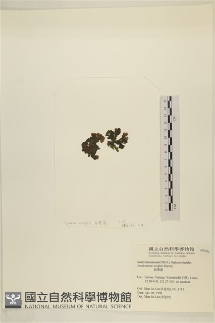浮網藻, 肋葉藻藏品圖，第3張
