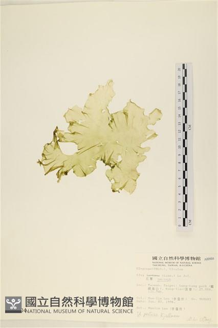 石蓴藏品圖，第1張