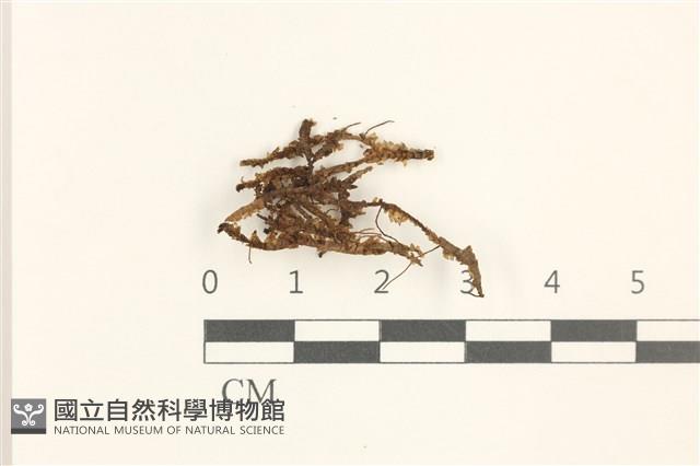 鞭苔藏品圖，第1張