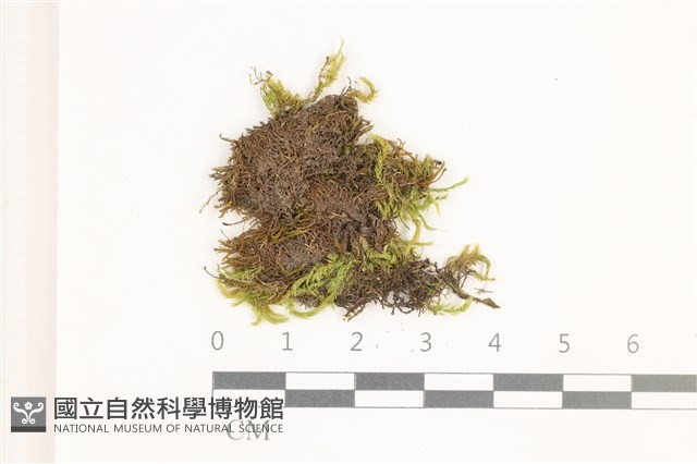 羽枝青蘚狹葉變種藏品圖，第1張
