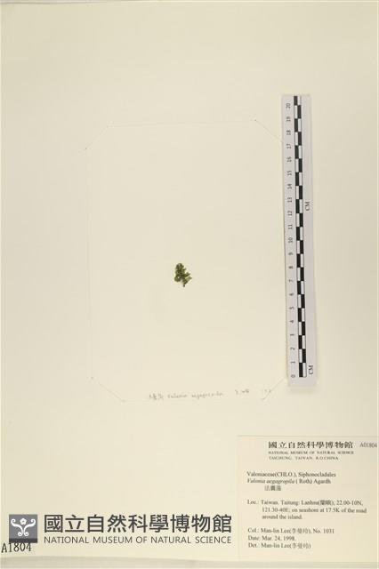法囊藻藏品圖，第3張