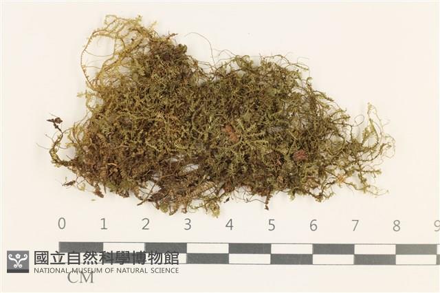 登錄號:B00000804藏品圖，第1張